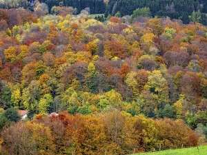 Autumn forest in the Rhoen, mixed forest
