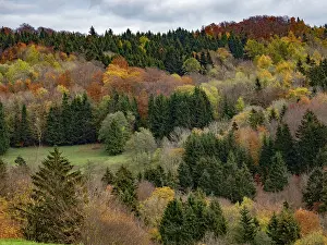 Autumn forest in the Rhon