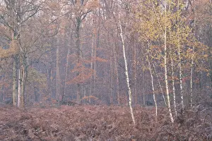Autumn forest with sand birch (Betula pendula)