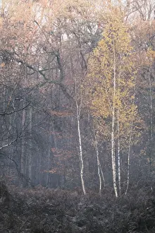 Autumn forest with sand birch (Betula pendula)