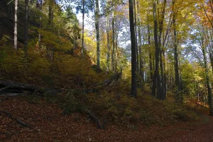 Autumn forest in Saxon Switzerland