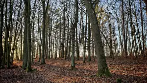Autumn forest scene with soft morning light and leaves on the ground