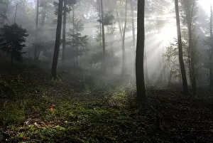Autumn in a forest, sun beams cutting through mist