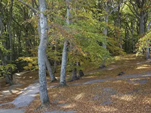 Autumn forest with sunlight streaming through the trees