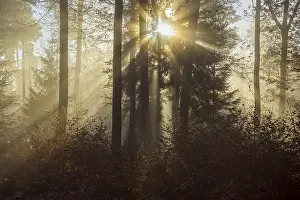 Autumn Forest at Sunrise with Morning Mist and Sunbeams