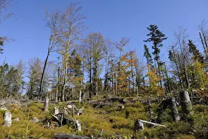 Autumn forest with tall trees and tree stumps under a clear blue sky