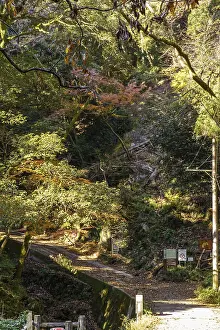 Autumn forest trail with light and shadow surrounded by green and brown trees