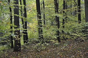 Autumn forest, tree, beech, beech forest