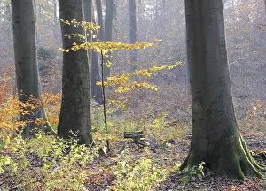 Autumn forest, tree, beech, beech forest