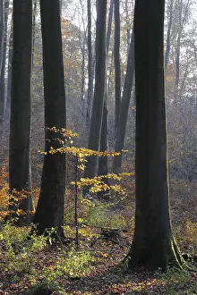 Autumn forest, tree, beech, beech forest