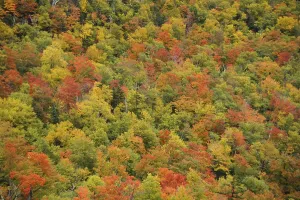 Autumn forest, White Mountains