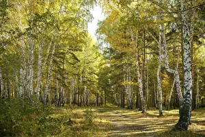 Framed Print : Autumn forest: yellow birch grove and the path