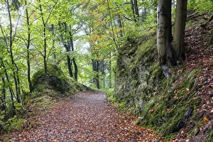 Autumn in the Harz National Park