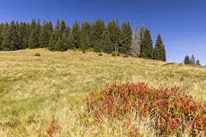 Autumn in the high moor of Amden, St