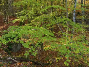 Autumn impression from the Honnetal in Sauerland