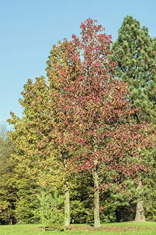 Autumn landscape