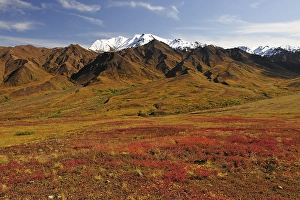 Autumn landscape and autumn colors of the tundra