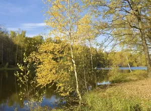 Autumn landscape with birch tree near lake