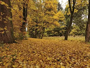 Autumn landscape with golden leaves covering the forest path
