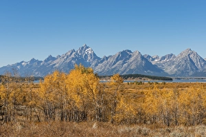 Autumn landscape, yellow coloured Common aspens (Populus tremula) and bushes in front of mountain landscape