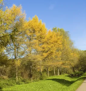 Autumn landscape with yellow larches and little wooden bridge in park