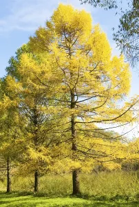 Autumn landscape with yellow larches vertical