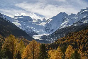Category Mountain Landscapes Prints: Autumn larch forest in front of Morteratsch glacier