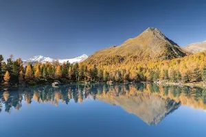 Autumn larch forest reflected in Lago di Saoseao