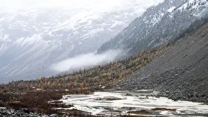 Autumn larch forest in Val Morteratsch