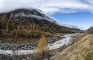 Autumn larch forest in Val Morteratsch