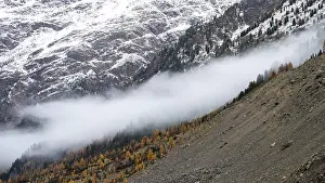 Autumn larch forest in Val Morteratsch