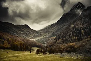 Autumn larch (Larix) forest in mountain landscape