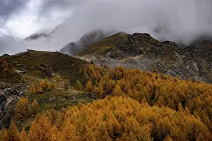 Autumn larch (Larix) forest in mountain landscape