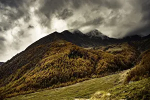 Autumn larch (Larix) forest in mountain landscape