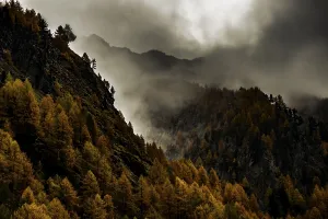 Autumn larch (Larix) forest in mountain landscape