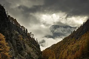Autumn larch (Larix) forest in mountain landscape