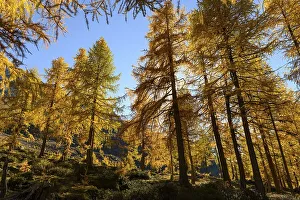 Autumn larch (Larix) forest, with mountains in the background