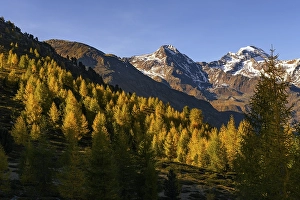 Autumn larch (Larix) forest and mountains in the background