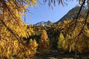 Autumn larch (Larix) forest, with mountains in the background