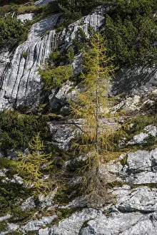 Autumn larches, discolouration