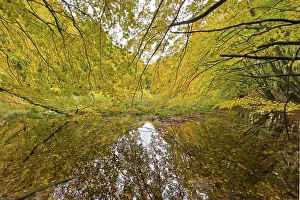 Autumn leaves, autumn atmosphere