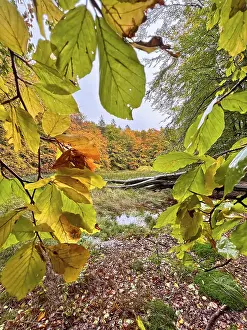 Autumn leaves, autumn atmosphere