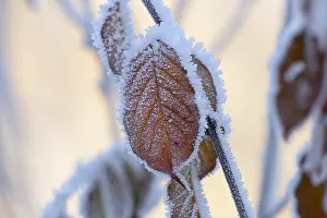 Autumn leaves on a branch with hoarfrost