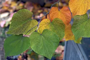 Autumn leaves from the Canadian eastern redbud (Cercis canadensis)