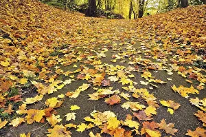 Autumn leaves on the floor, maple (Acer) leaves