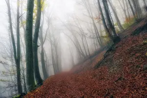 Autumn leaves on forest path, common beech (Fagus sylvatica) in the fog