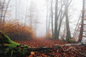 Autumn leaves on forest path through foggy beech forest (Fagus sylvatica)