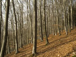 Autumn leaves in the forest, Platthalde near Unterbaldingen