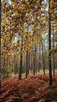 Autumn leaves hang from trees in a quiet forest with high tree growth