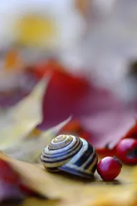 Autumn leaves with snail shell